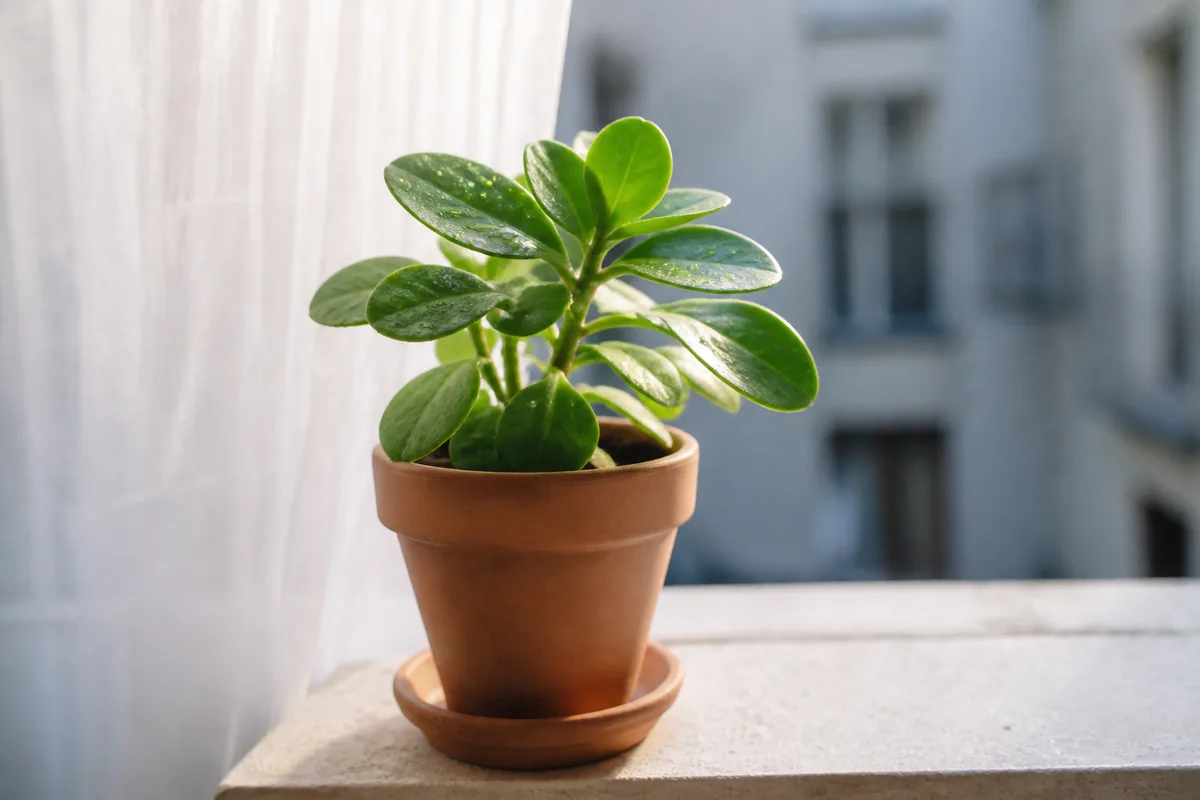 Petite plante verte en pot de terre cuite posée sur le rebord d’une fenêtre